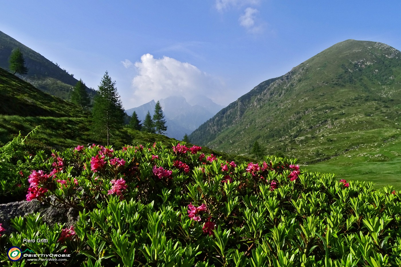 16 Rododendri in fiore con vista verso Pizzo Camino e Monte Sossino.JPG -                                
